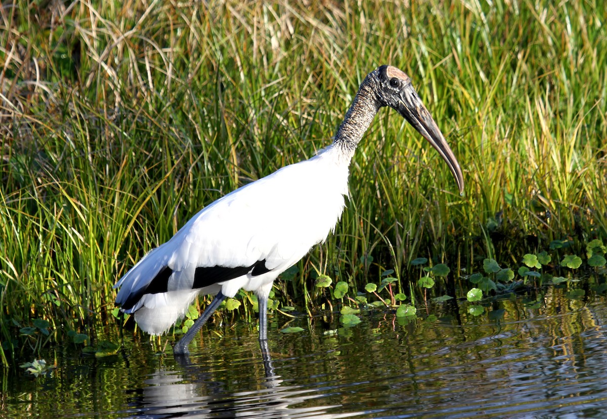 Wood Stork - ML530298261