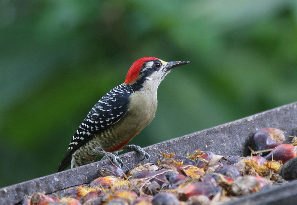 Black-cheeked Woodpecker - ML530298341