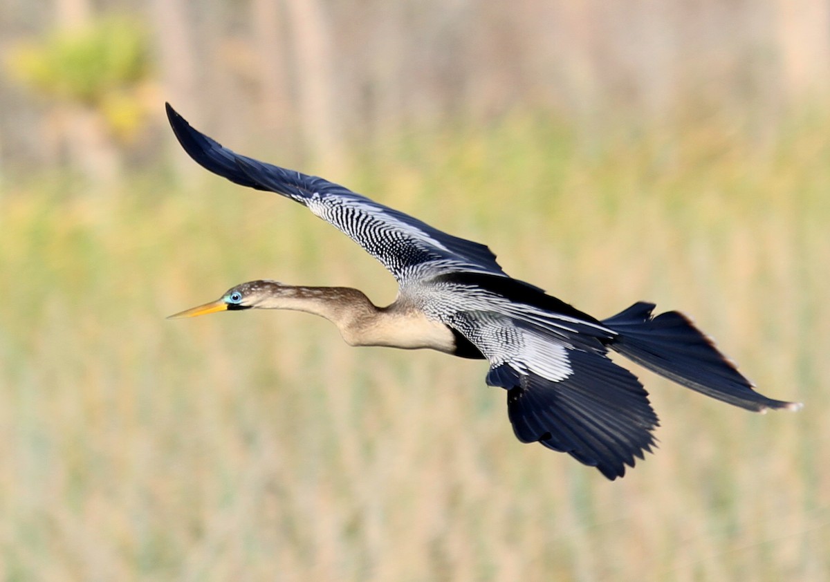 Anhinga - ML530298391