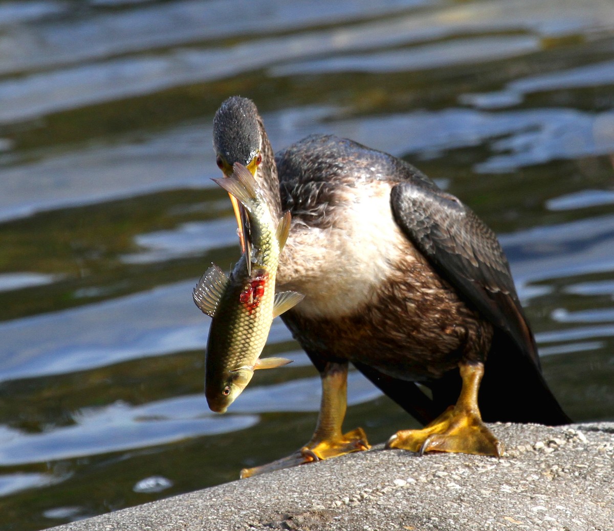 Anhinga - ML530298481