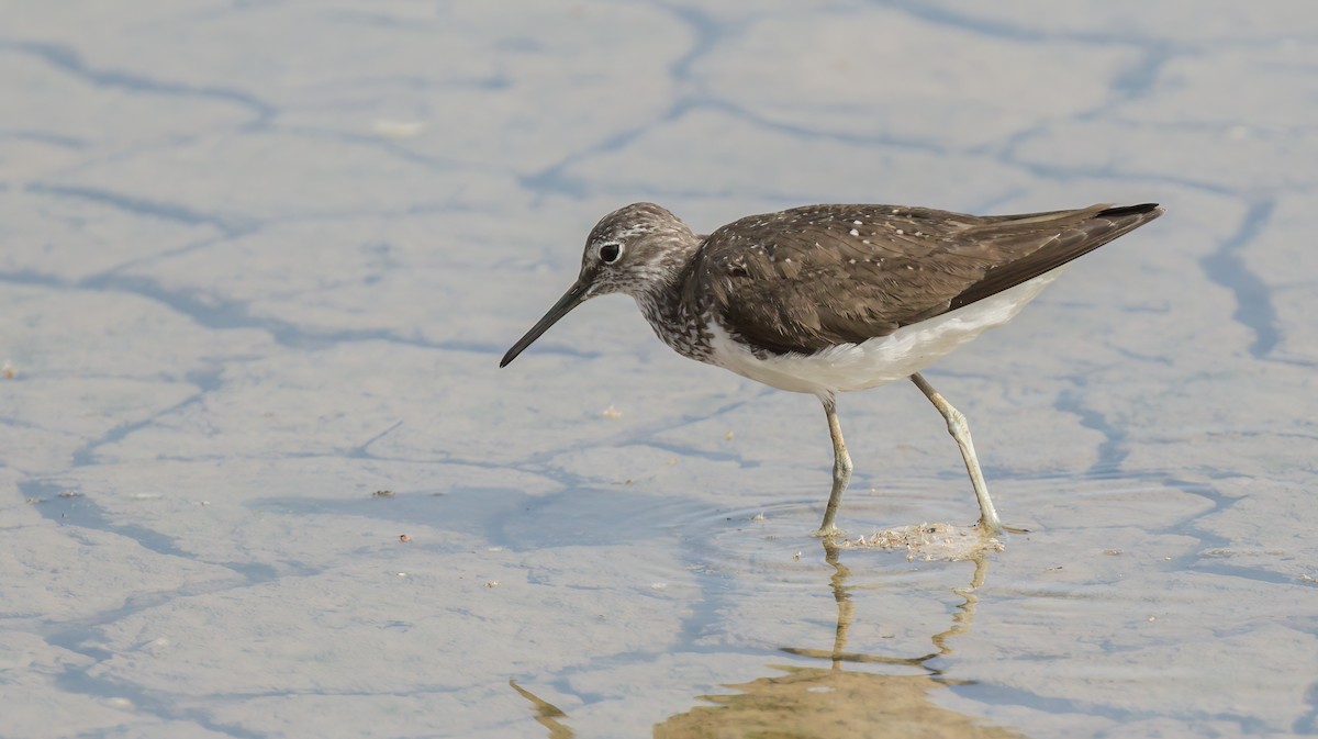 Green Sandpiper - ML530298631