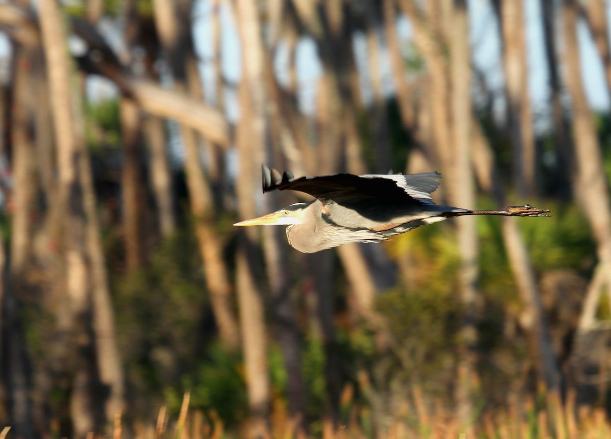 Great Blue Heron - ML530298731