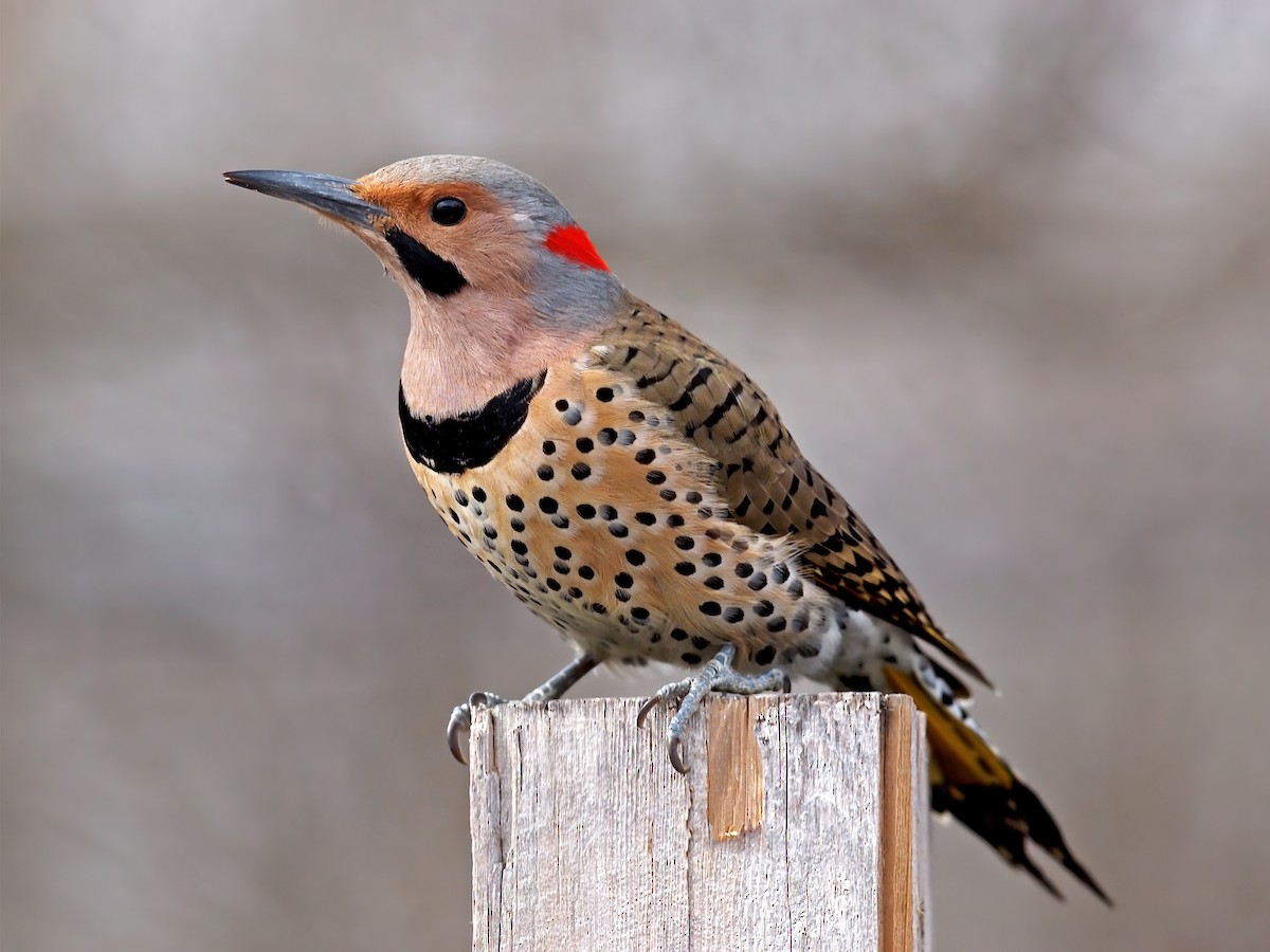 Northern Flicker - ML530298781