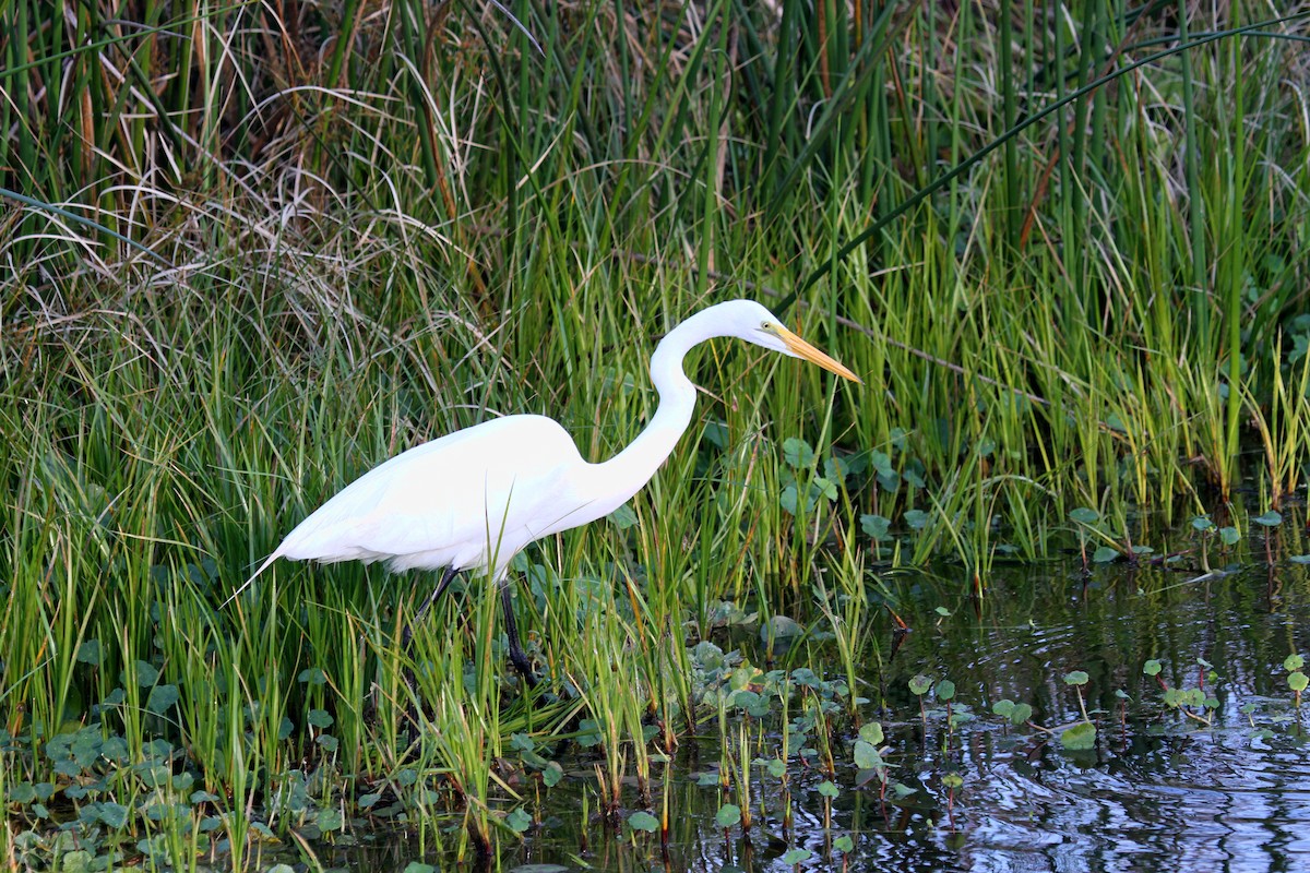 Great Egret - ML530298881