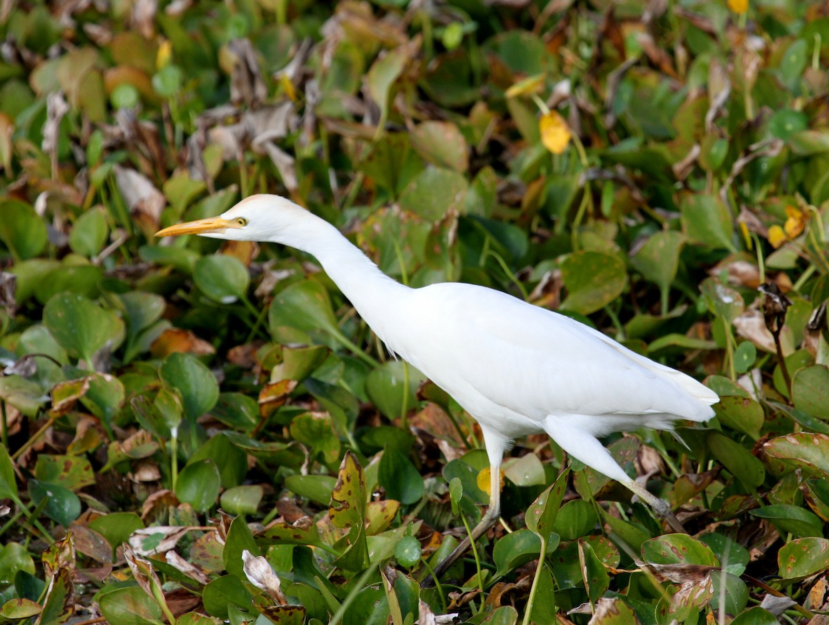 Western Cattle-Egret - ML530298961