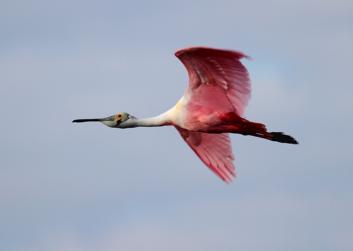 Roseate Spoonbill - ML530299011