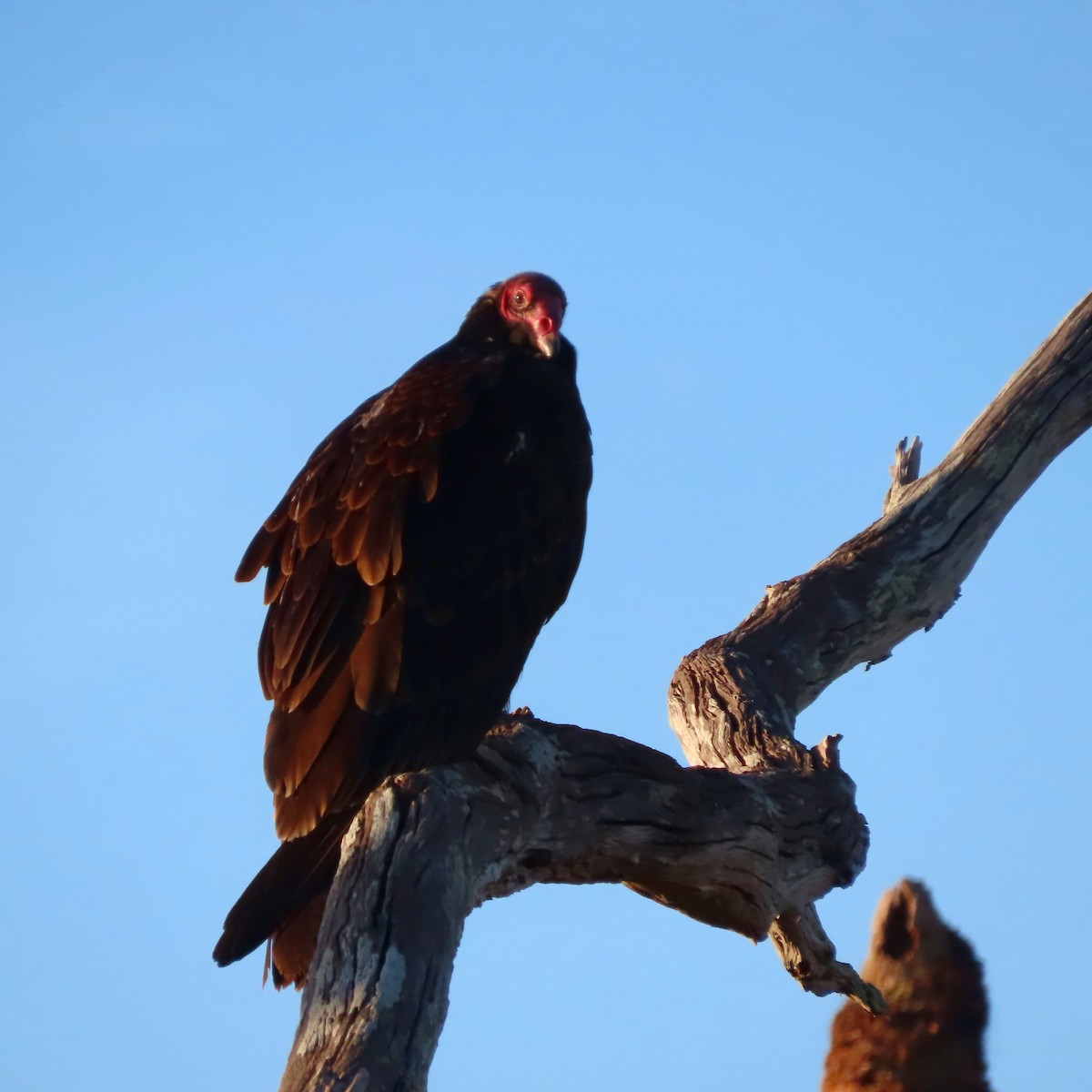 Turkey Vulture - ML530299151