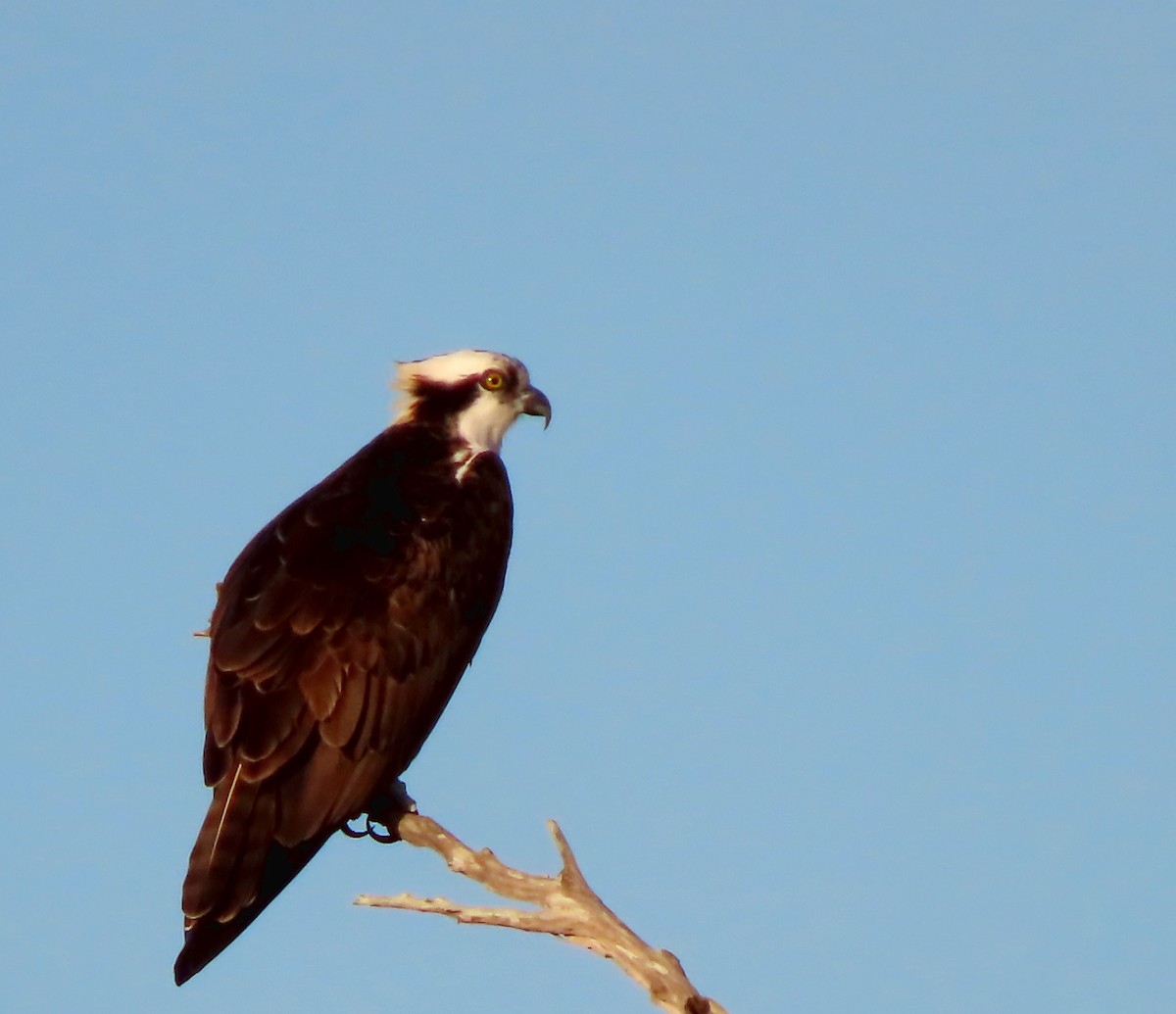 Osprey - ML530299261