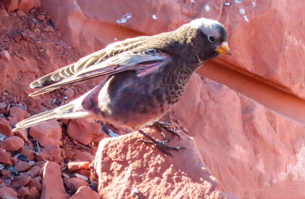 Black Rosy-Finch - BB Oros