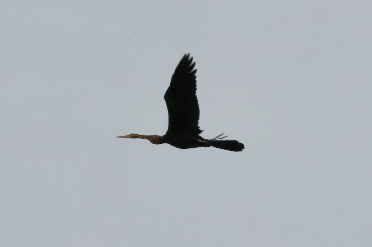 Anhinga Asiática - ML530299601