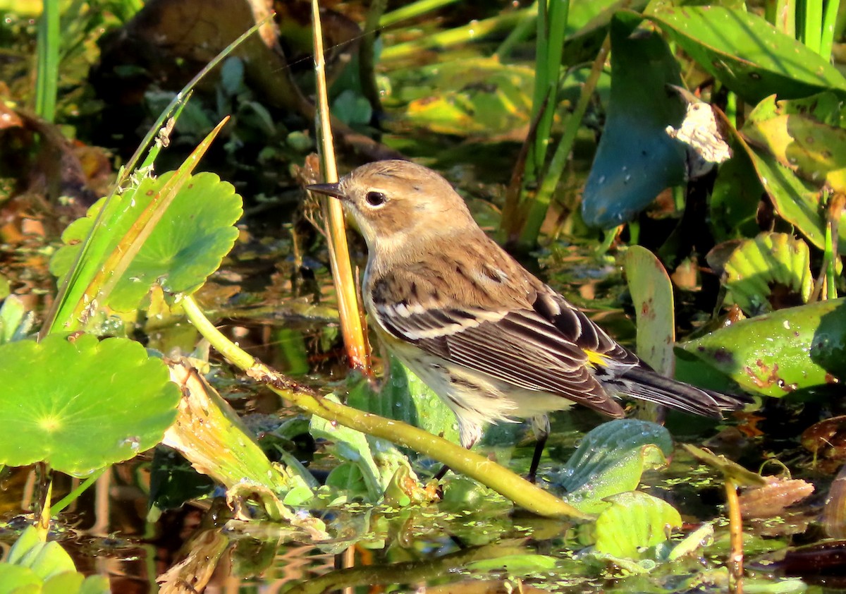 Yellow-rumped Warbler - ML530299651