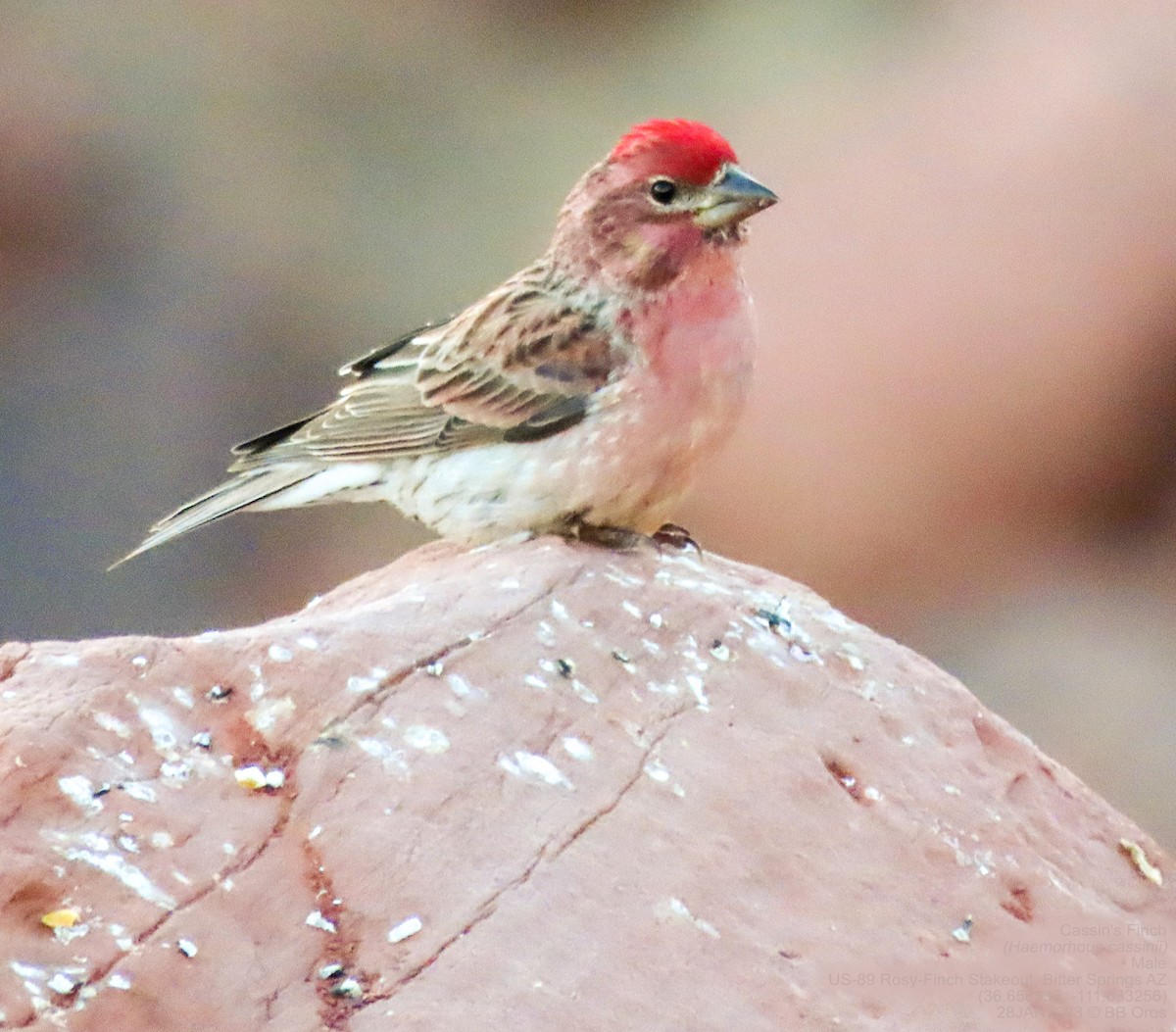 Cassin's Finch - BB Oros