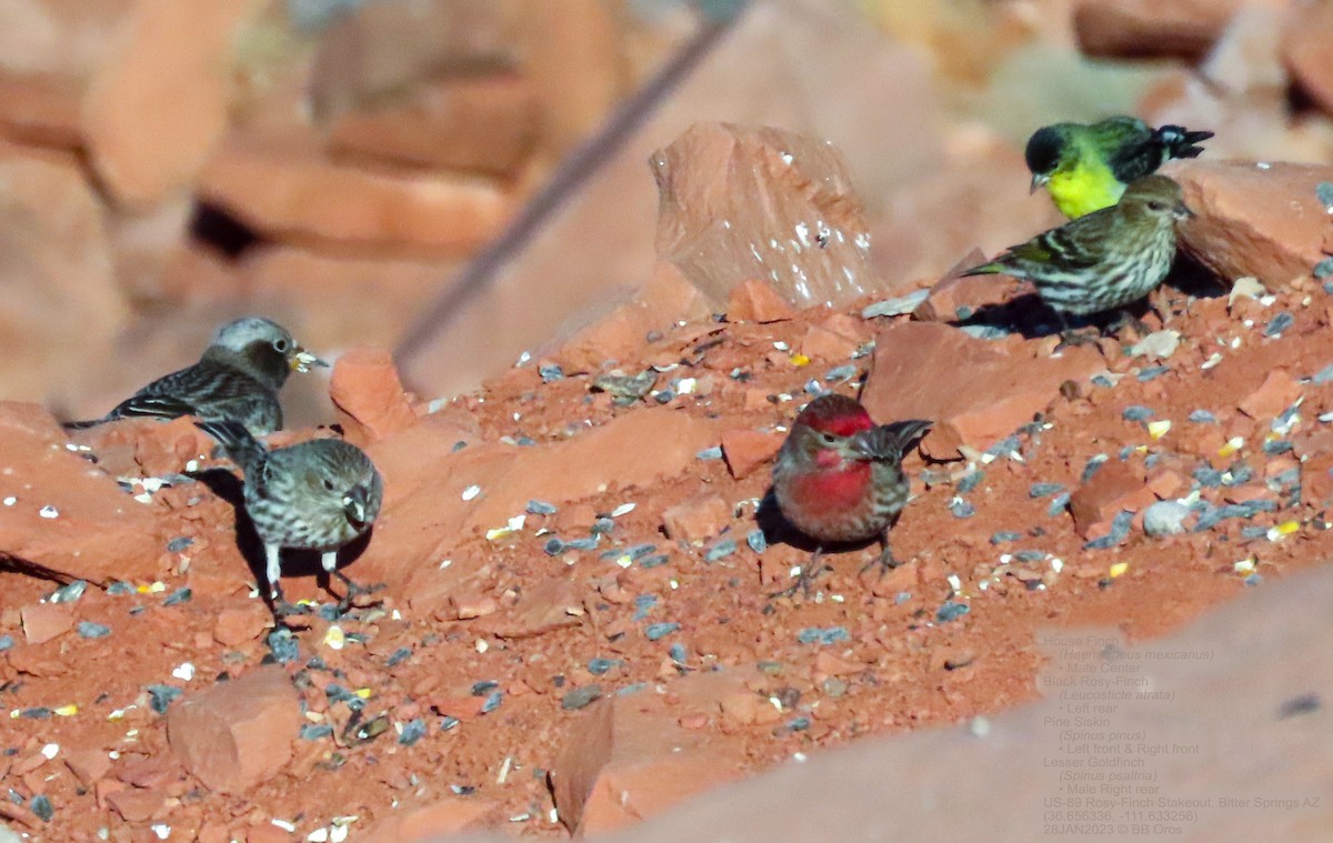 House Finch - ML530299821