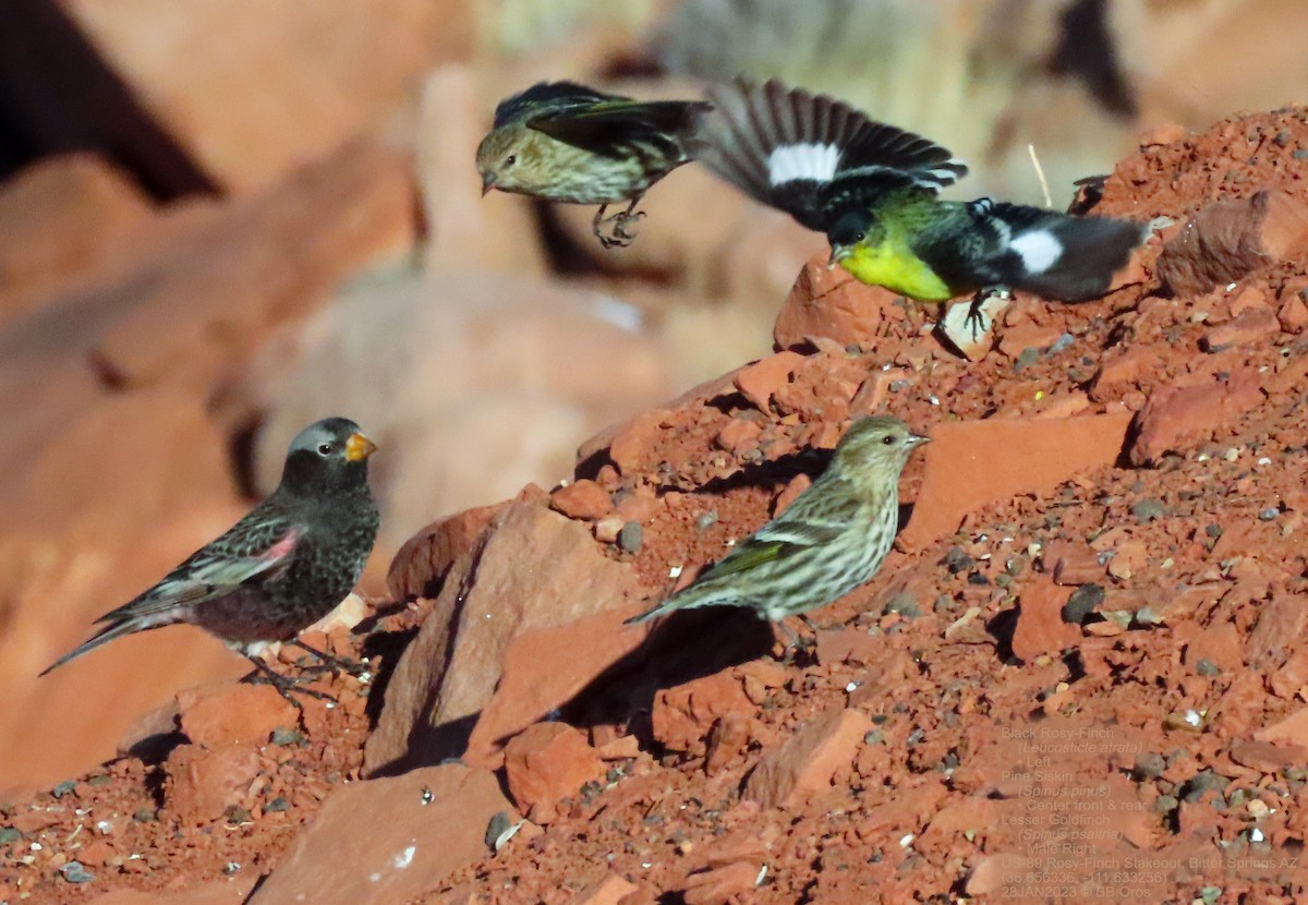 Lesser Goldfinch - BB Oros