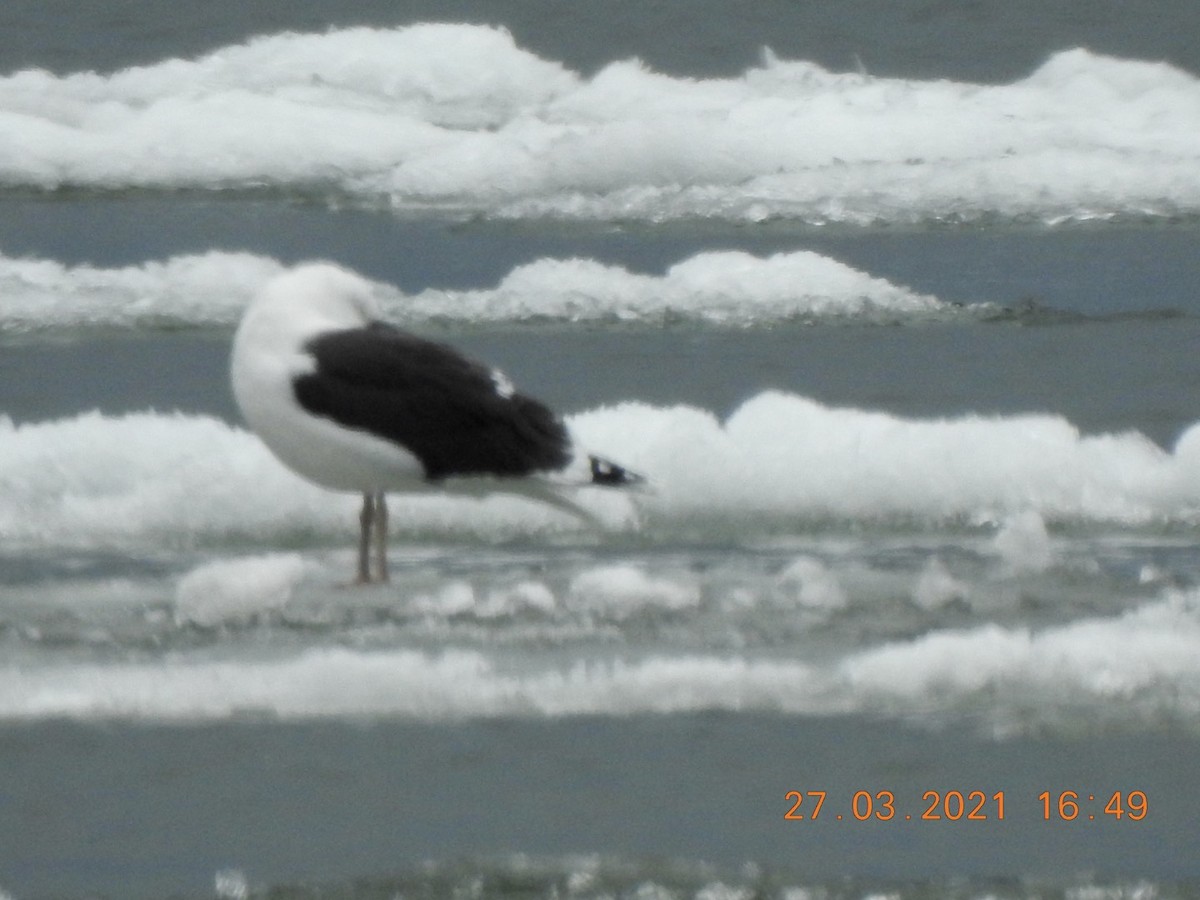 Great Black-backed Gull - ML530301051