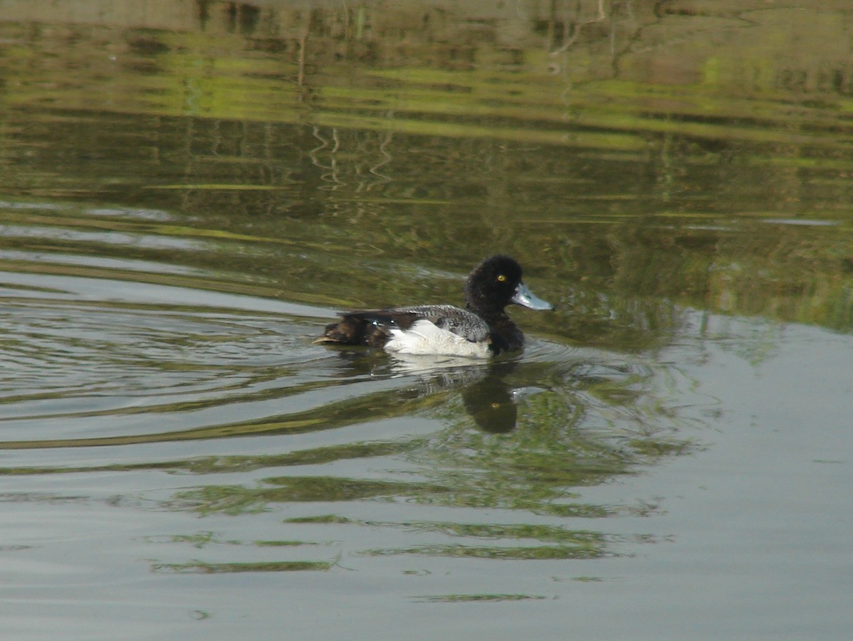 Lesser Scaup - Pamela Hunt