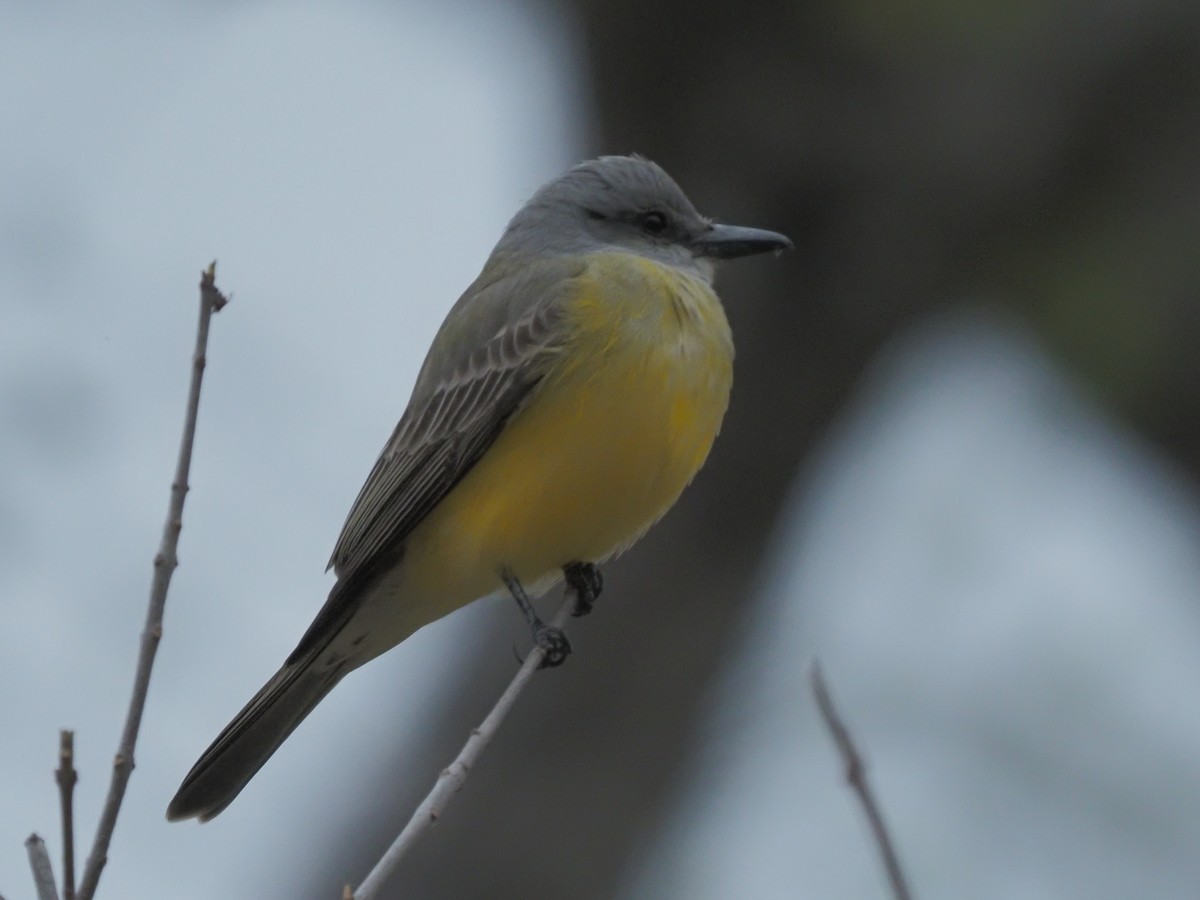 Tropical Kingbird - ML530301701