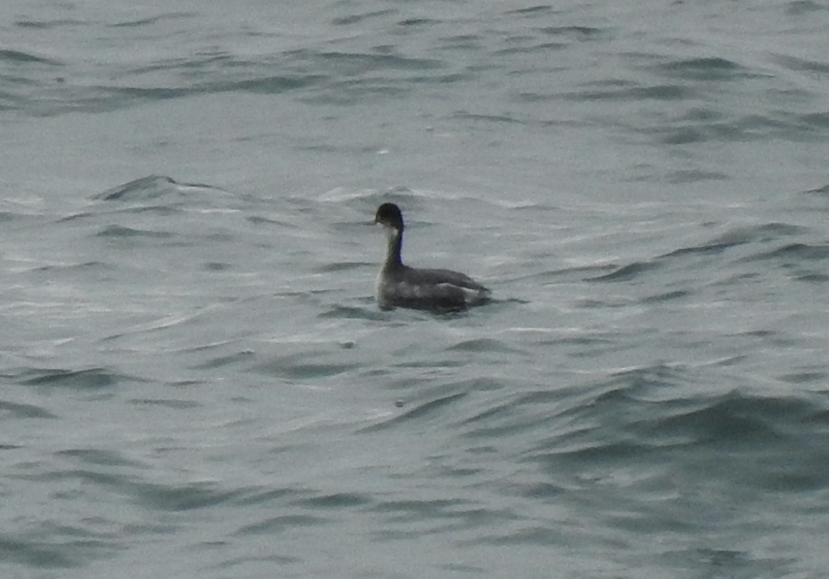 Eared Grebe - ML530302851