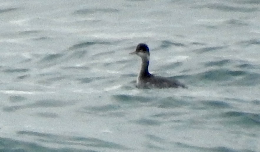 Eared Grebe - ML530302861