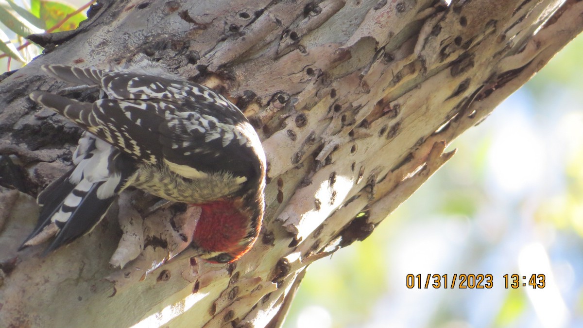 Red-naped Sapsucker - ML530303281