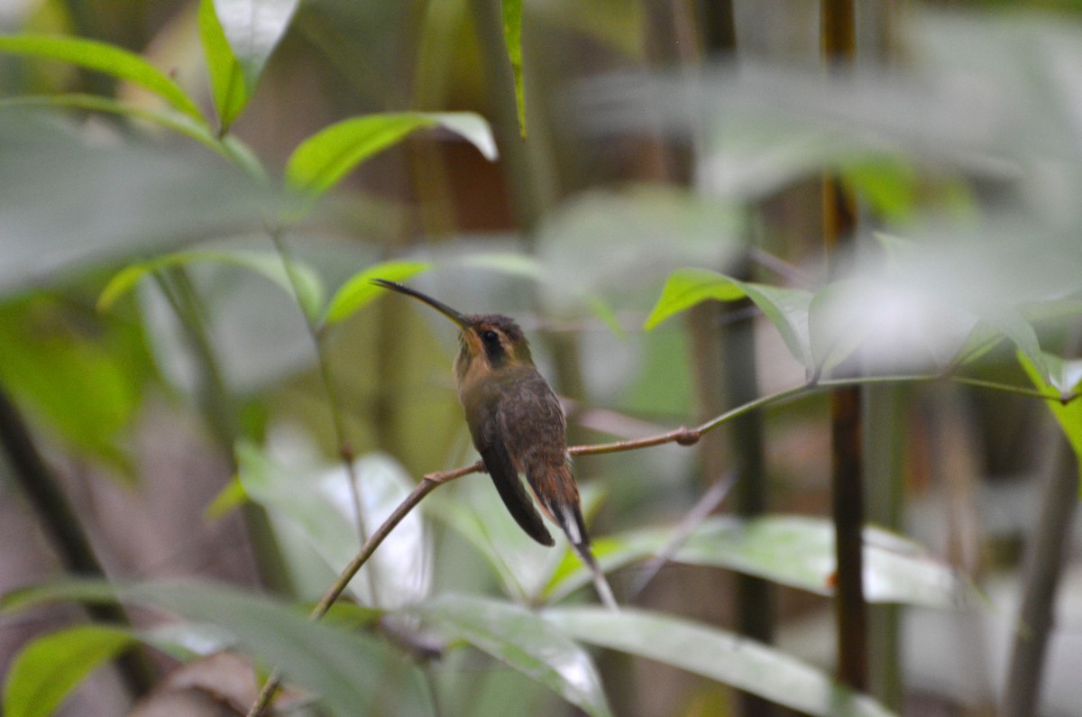 Гвианский колибри-отшельник - ML530304741
