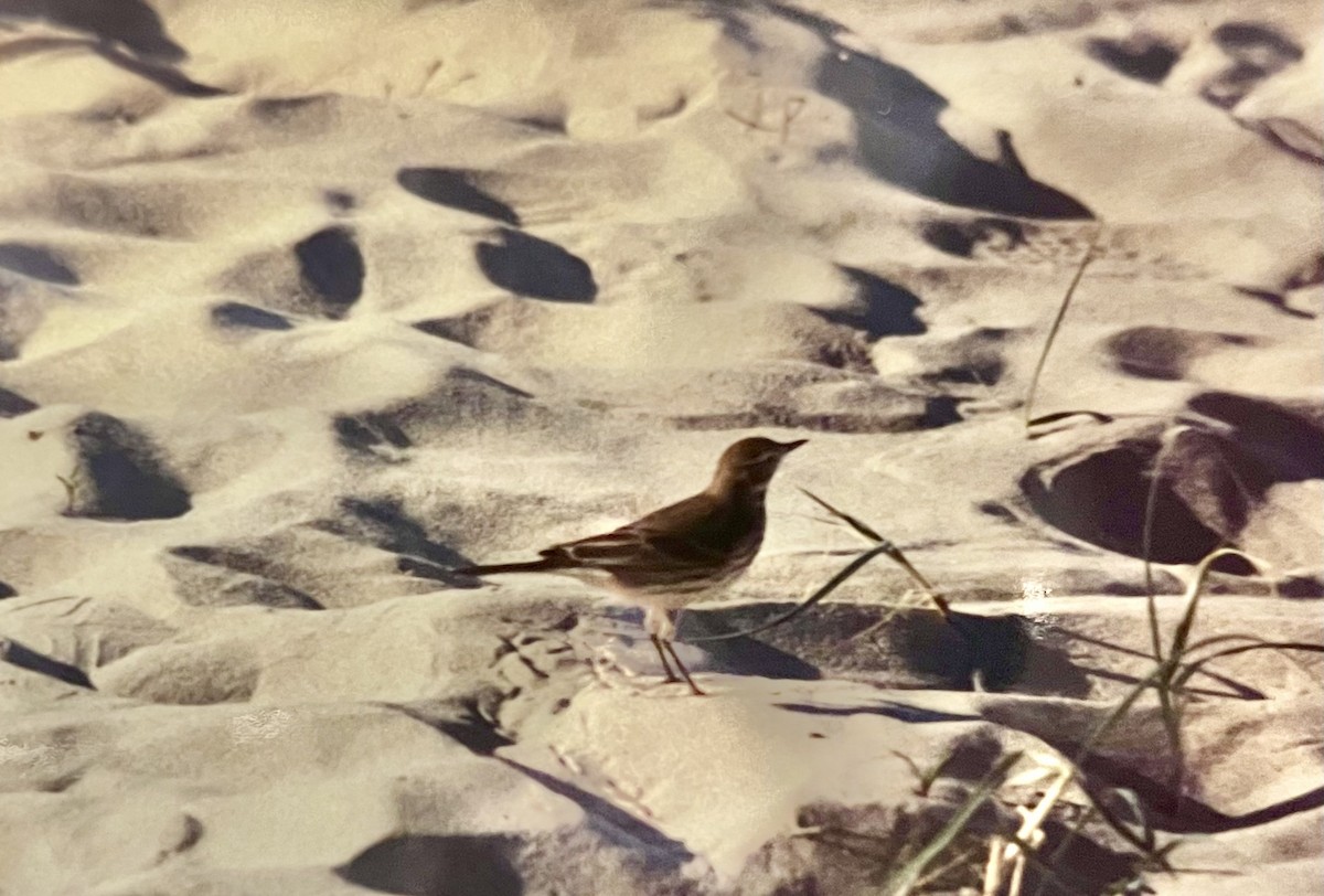 American Pipit - ML530305621