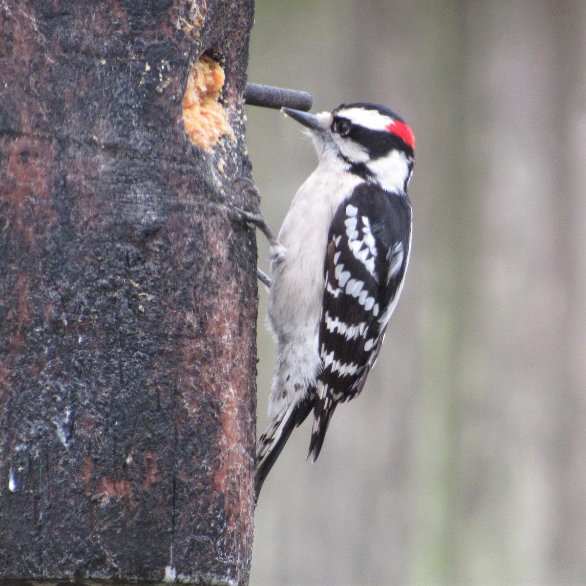 Downy Woodpecker - Judy Behrens