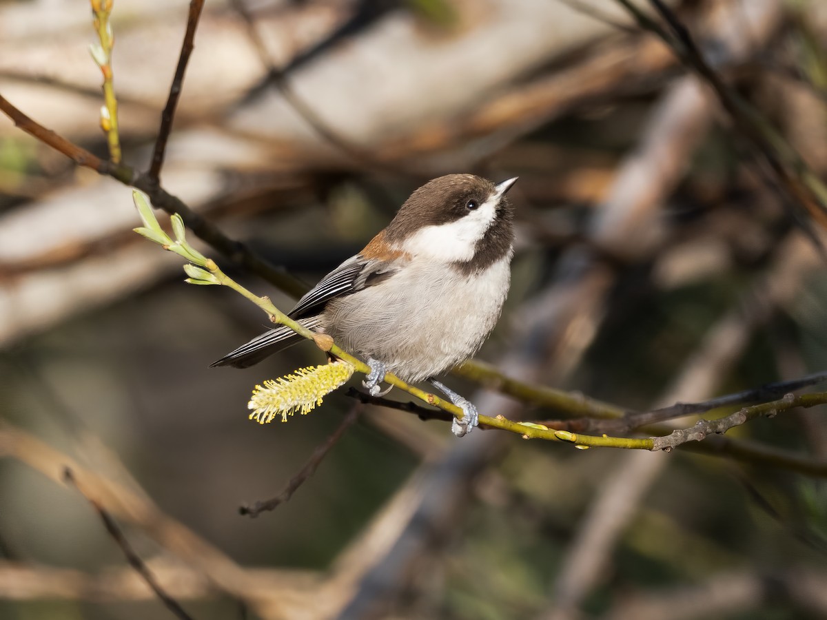 Mésange à dos marron - ML530306721