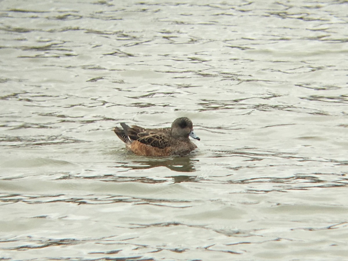 American Wigeon - ML53030791