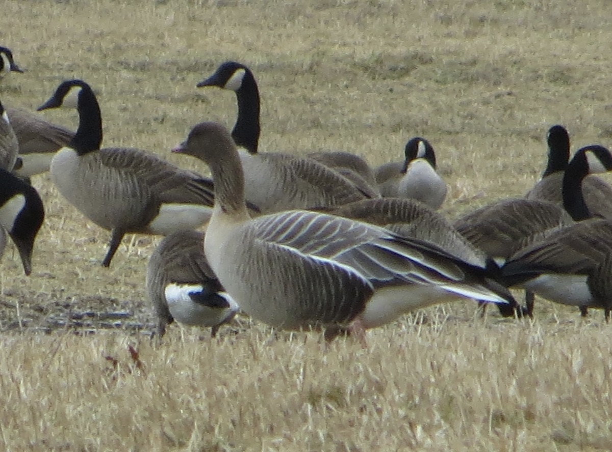 Pink-footed Goose - ML530308581