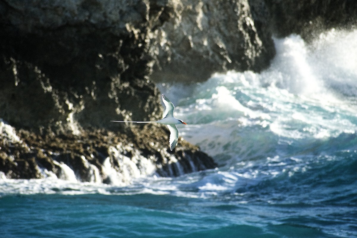 White-tailed Tropicbird - ML530309241