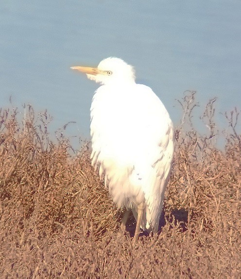 Western Cattle Egret - Dave Weber