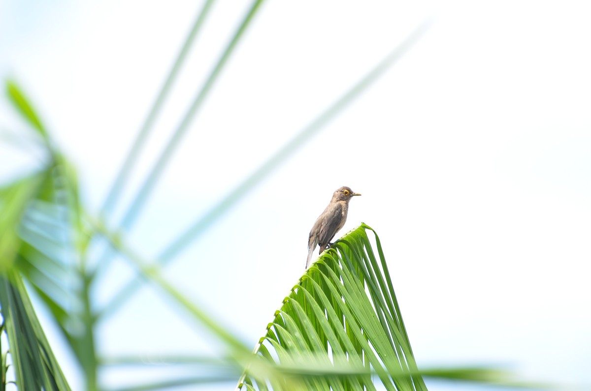 Spectacled Thrush - ML530310701