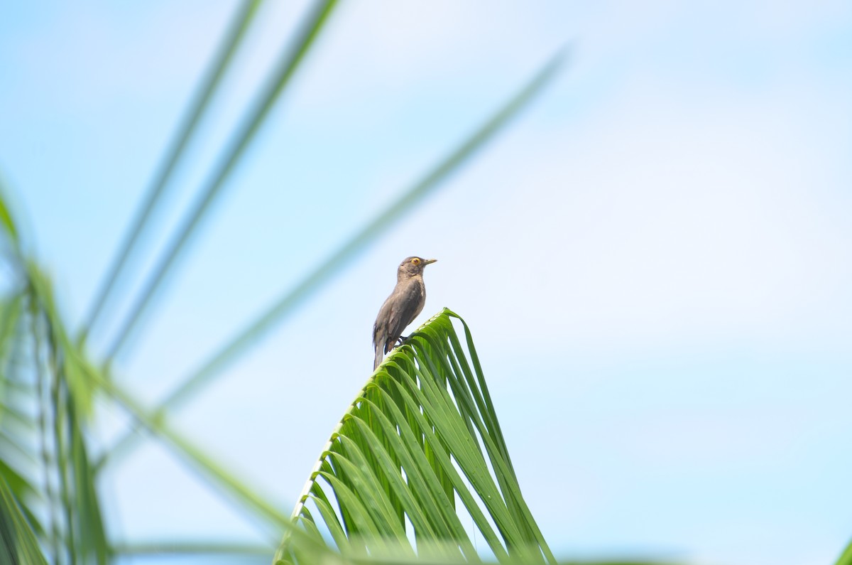 Spectacled Thrush - ML530310721