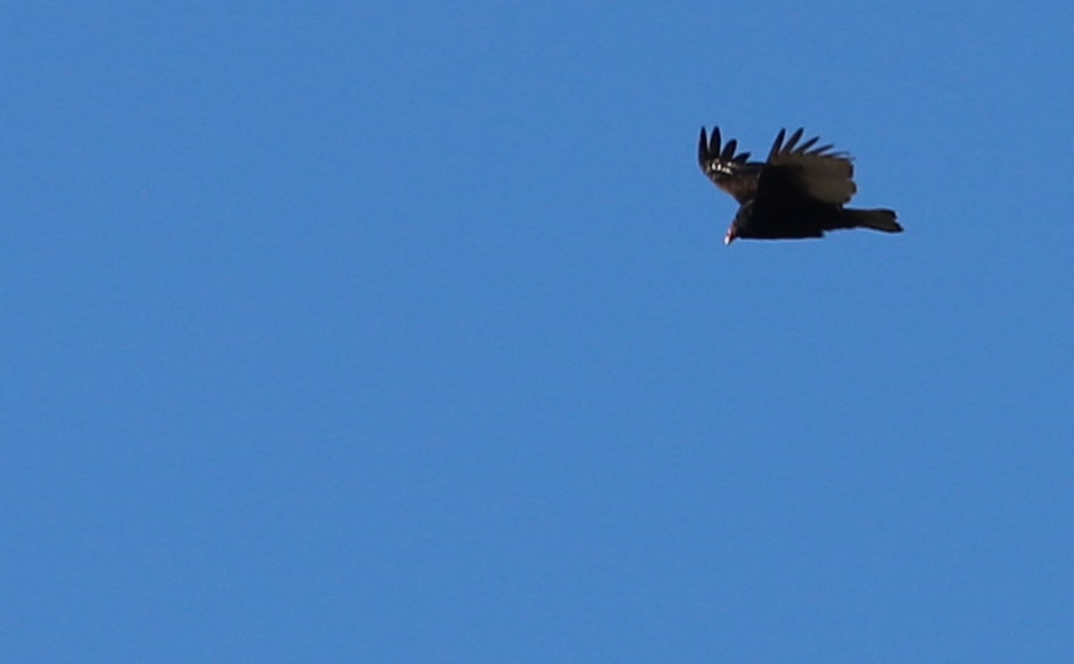Turkey Vulture - ML530311761