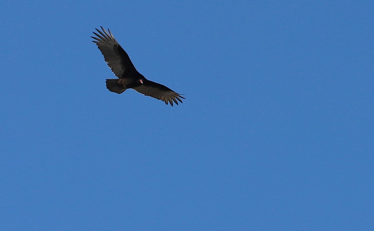 Turkey Vulture - ML530311811