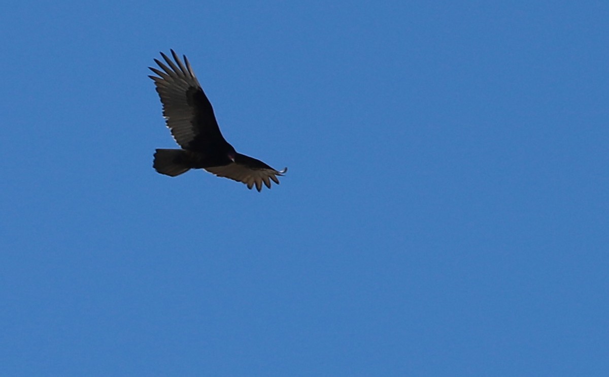 Turkey Vulture - ML530311901