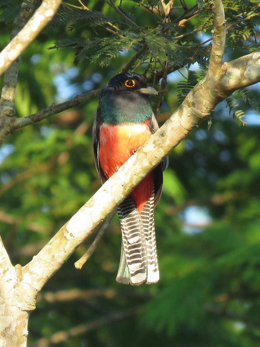 Blue-crowned Trogon - ML530312451