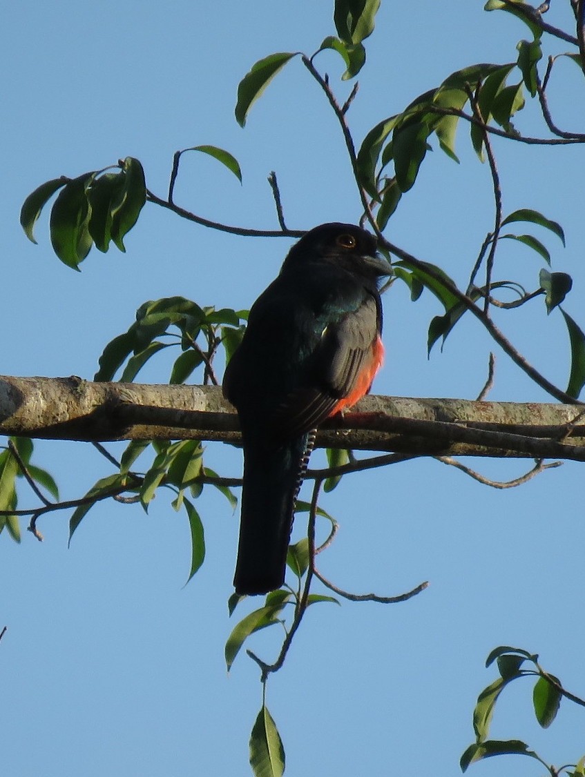 Blue-crowned Trogon - ML530312511