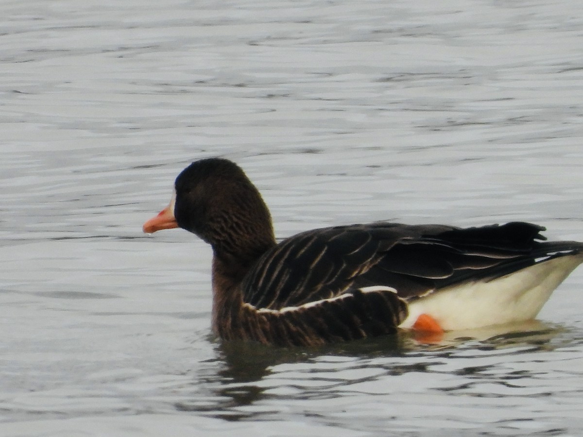 Greater White-fronted Goose - ML530312921