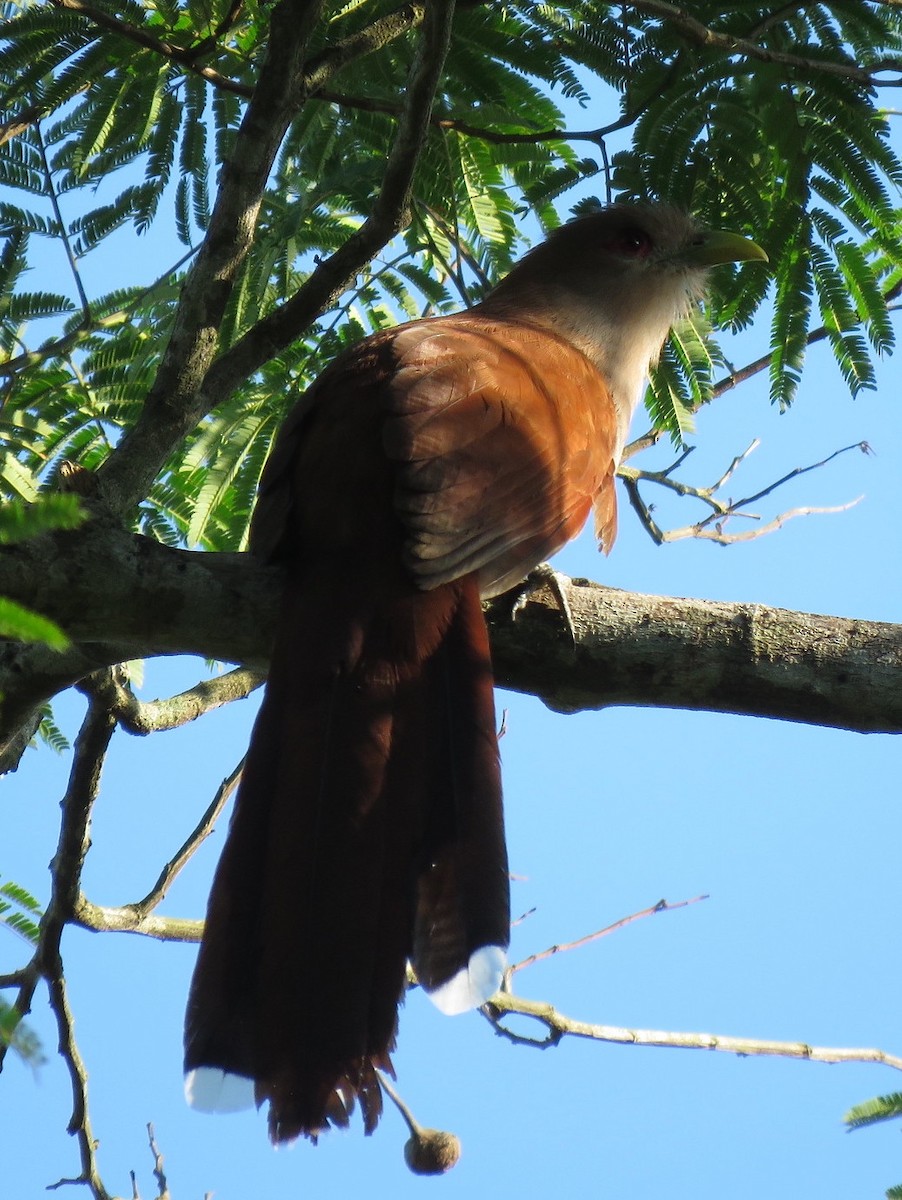 Squirrel Cuckoo - ML530313091