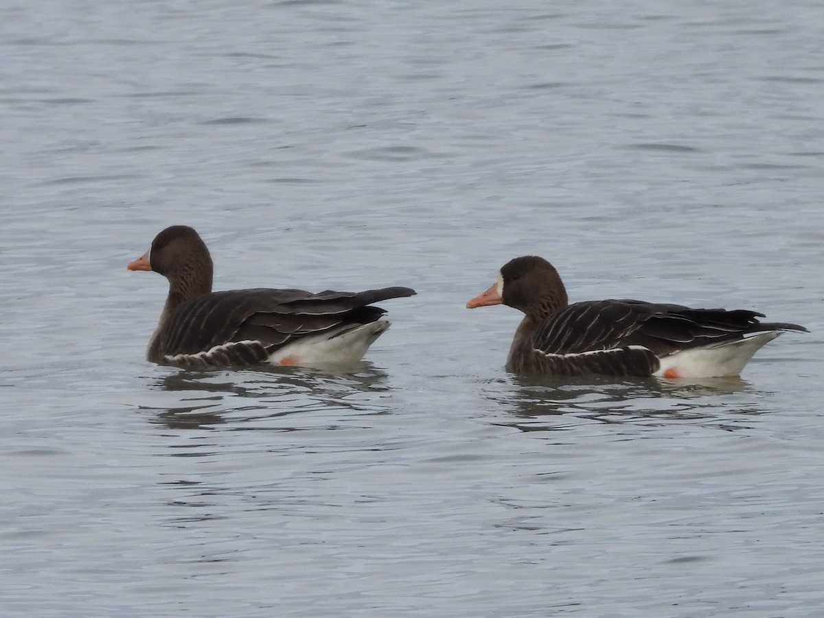 Greater White-fronted Goose - ML530313341