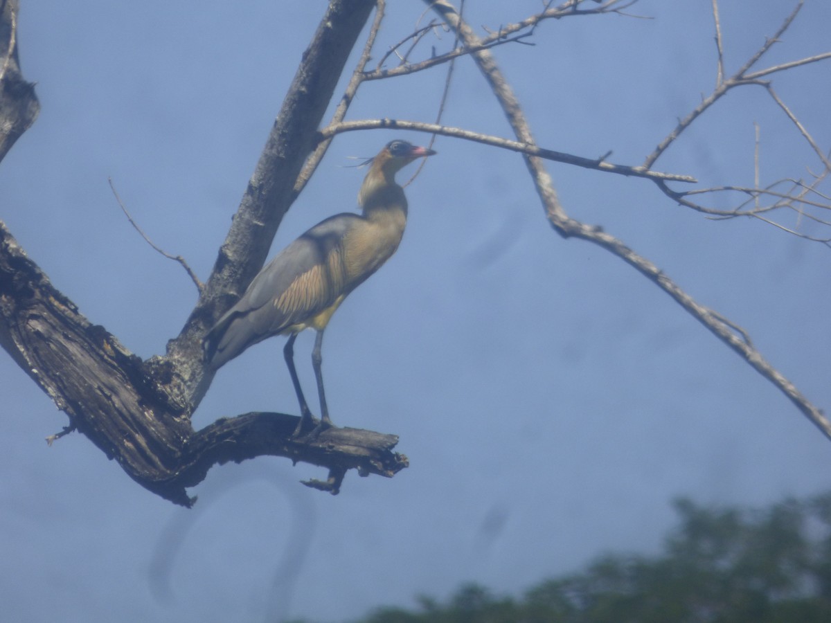 Whistling Heron - ML530314831