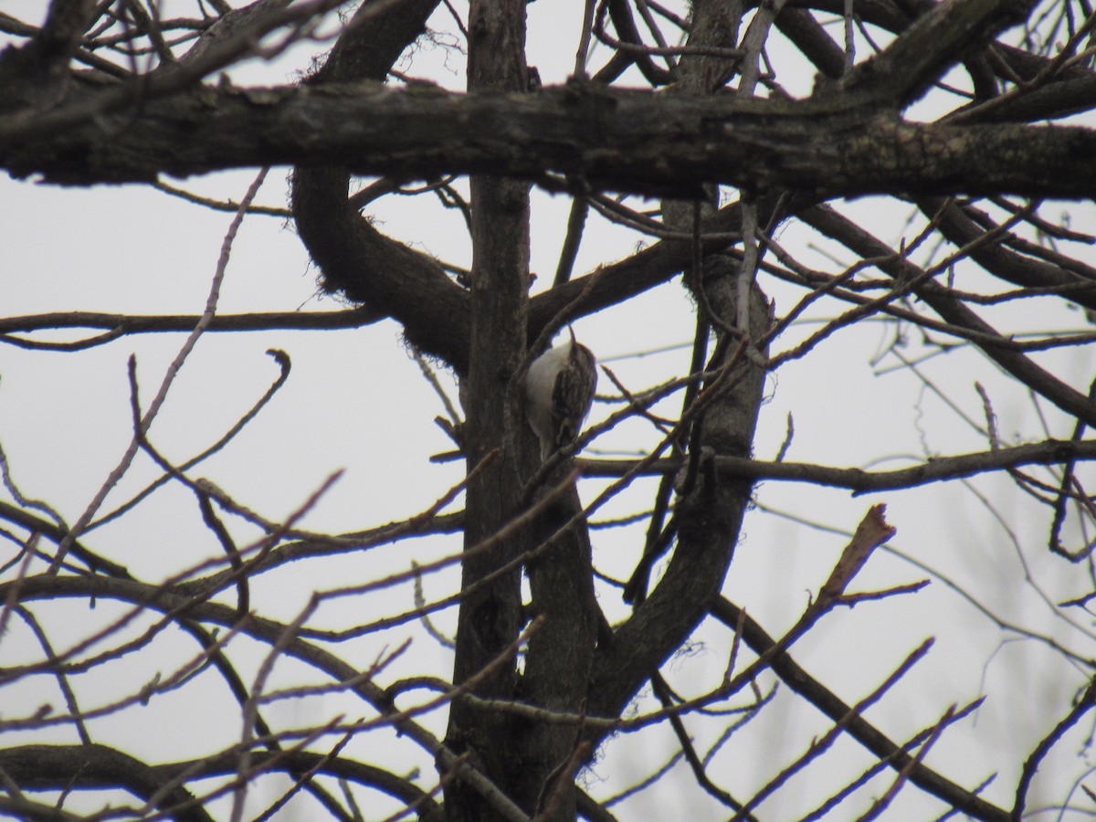 Brown Creeper - ML530315301