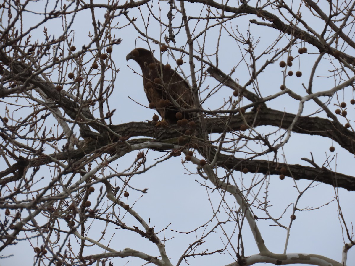 Bald Eagle - David and  Dorothy