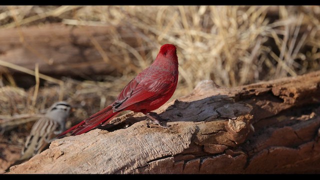 Northern Cardinal - ML530315841