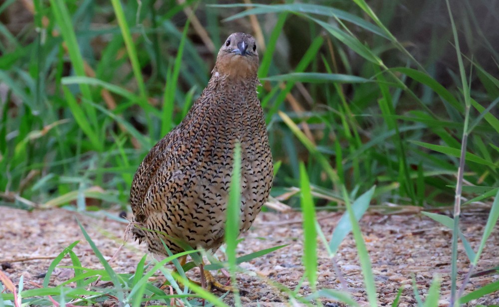 Brown Quail - ML530316131