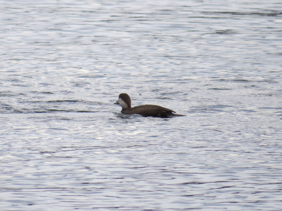 Black Scoter - ML530317171