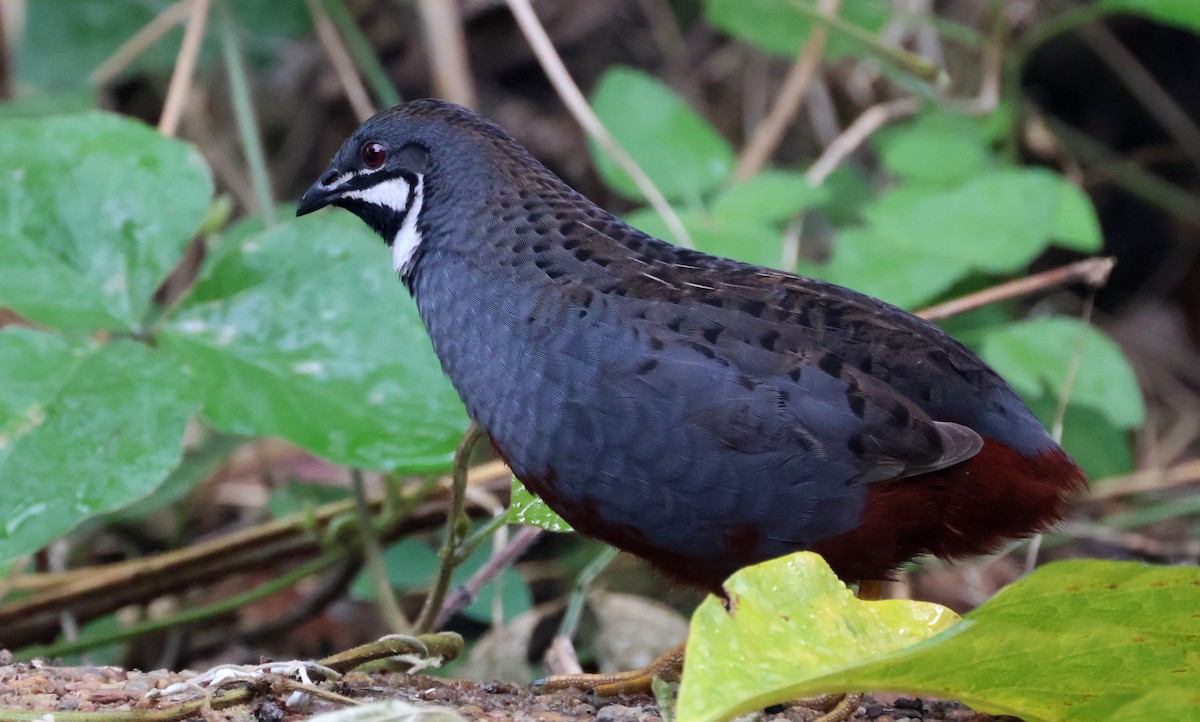 Blue-breasted Quail - ML530317801