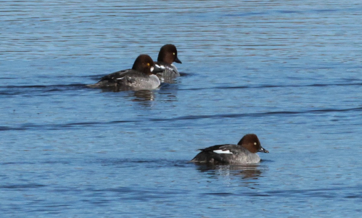 Common Goldeneye - Lisa Manzi